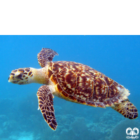 گونه لاکپشت پوزه عقابی Hawksbill Turtle